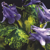 Aquilegia woodside (1215)